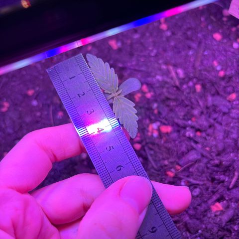 Purple Queen growlog timeline photo