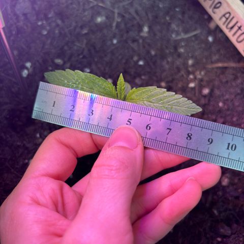 Cherry Pie Automatic growlog timeline photo