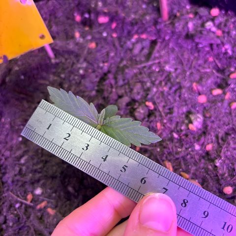 Quick One growlog timeline photo
