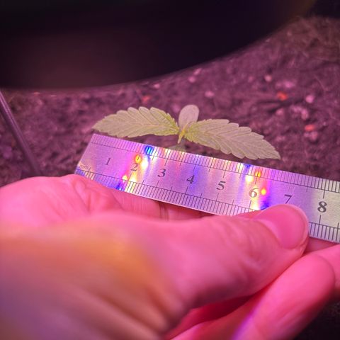 Hindu Kush growlog timeline photo