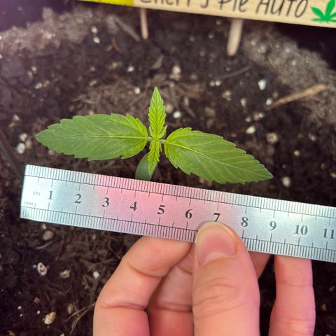 Cherry Pie Automatic growlog timeline photo