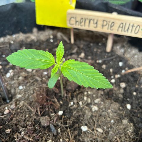 Cherry Pie Automatic growlog timeline photo