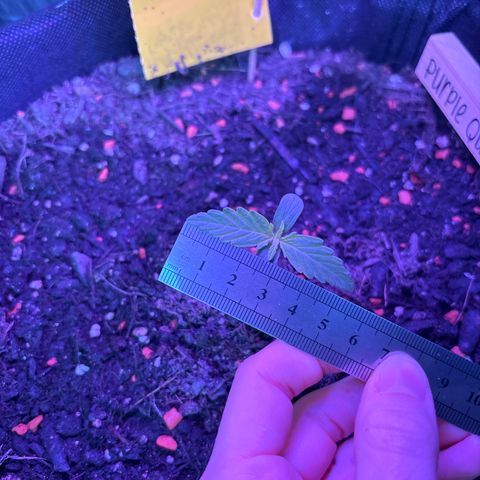 Purple Queen growlog timeline photo