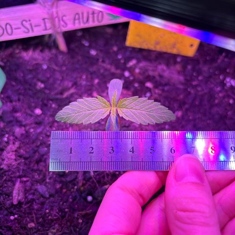 Do-Si-Dos growlog timeline photo