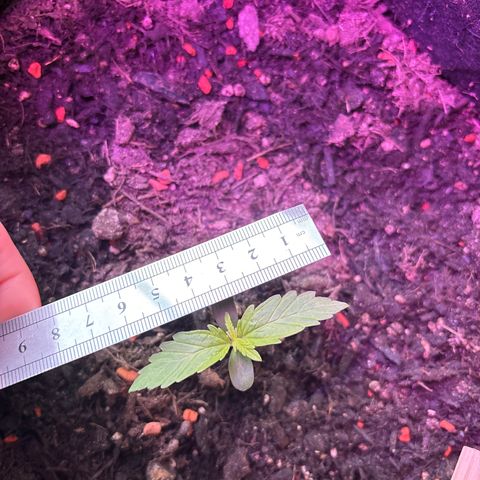 Quick One growlog timeline photo