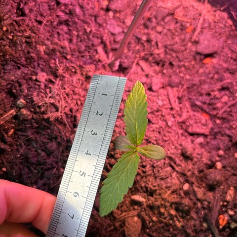 Hindu Kush growlog timeline photo