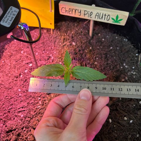 Cherry Pie Automatic growlog timeline photo