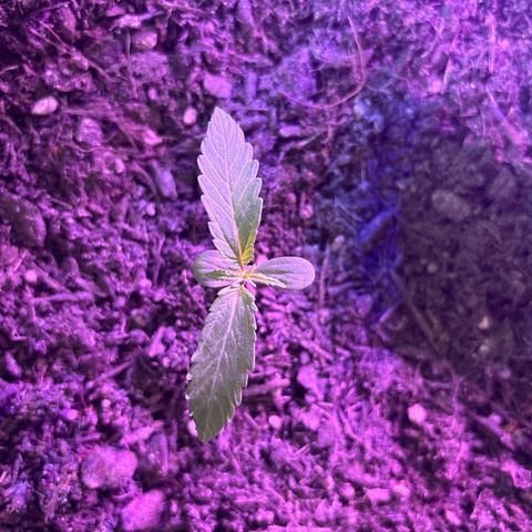 Hindu Kush growlog timeline photo