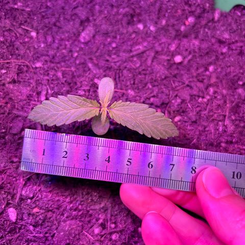 Hindu Kush growlog timeline photo
