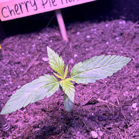 Cherry Pie Automatic growlog timeline photo