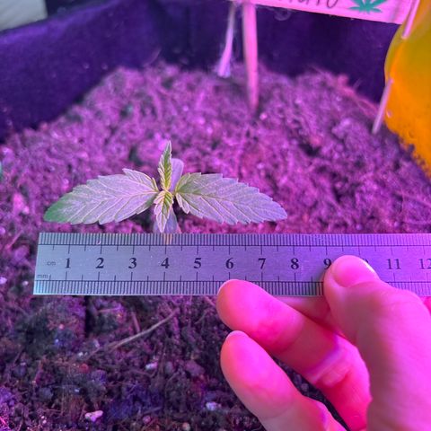 Do-Si-Dos growlog timeline photo