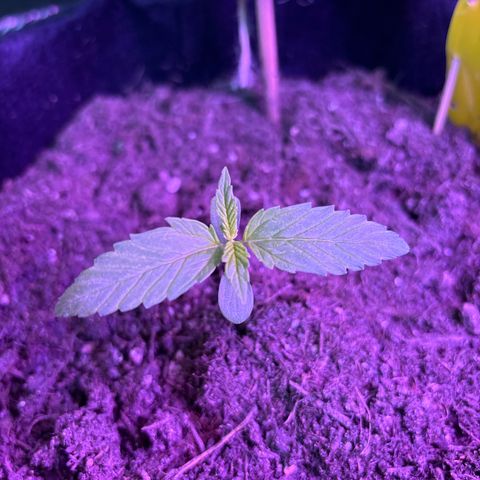 Do-Si-Dos growlog timeline photo
