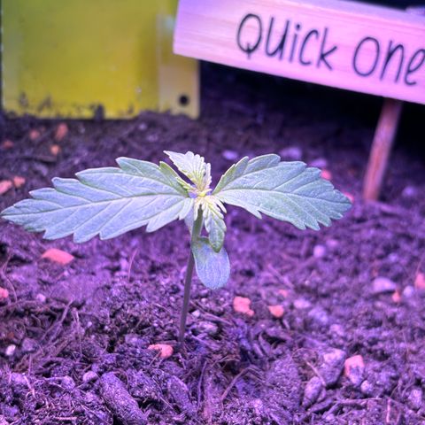 Quick One growlog timeline photo