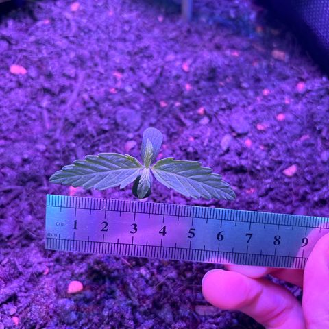 Purple Queen growlog timeline photo