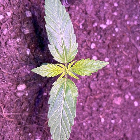 Cherry Pie Automatic growlog timeline photo