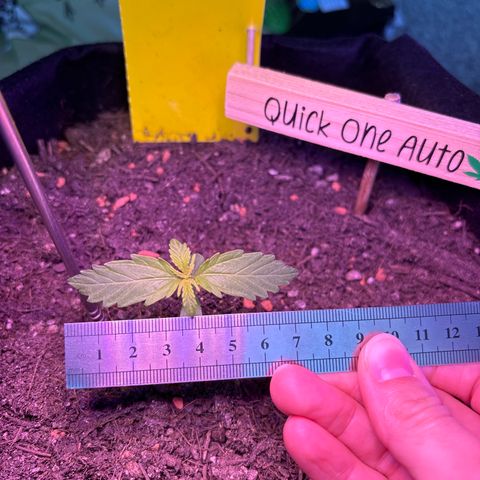 Quick One growlog timeline photo