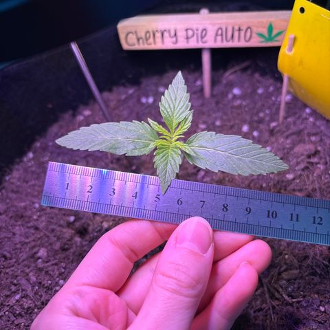 Cherry Pie Automatic growlog timeline photo