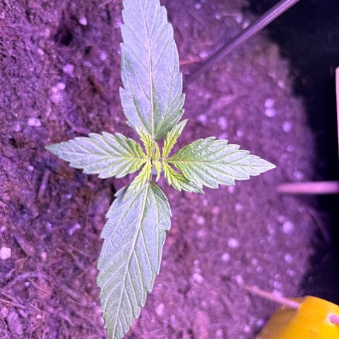 Cherry Pie Automatic growlog timeline photo