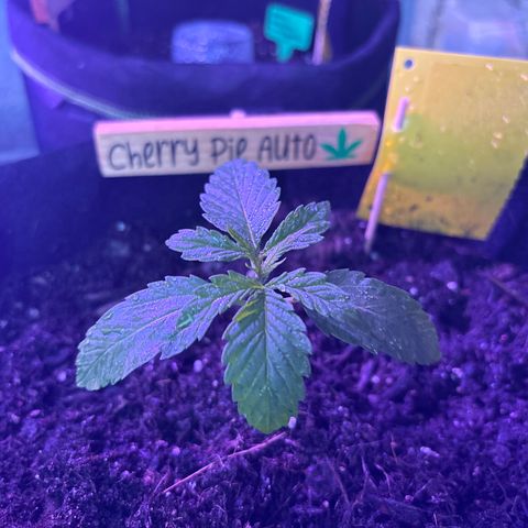 Cherry Pie Automatic growlog timeline photo