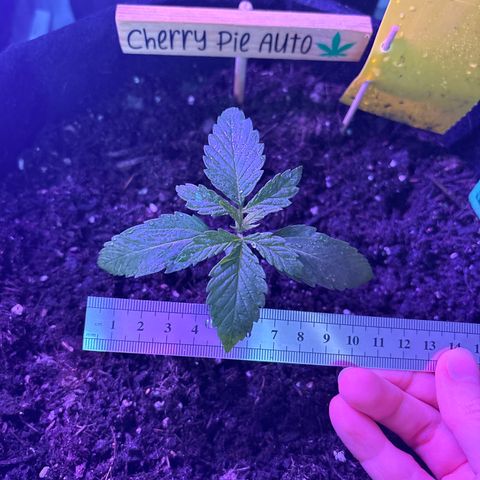 Cherry Pie Automatic growlog timeline photo