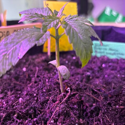 Cherry Pie Automatic growlog timeline photo