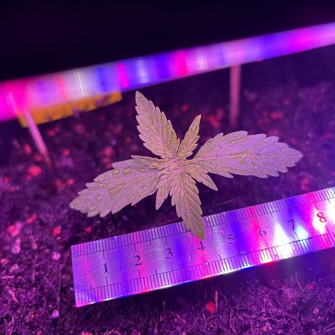 Quick One growlog timeline photo