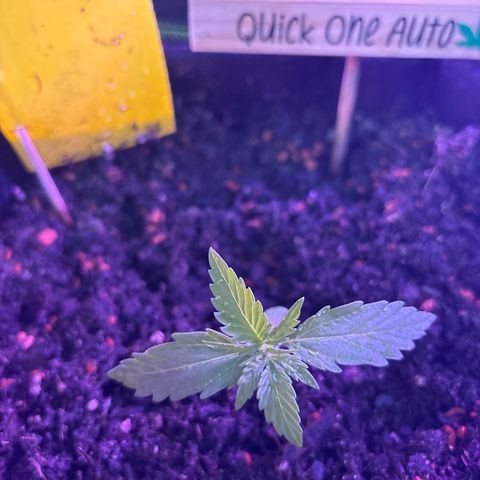 Quick One growlog timeline photo