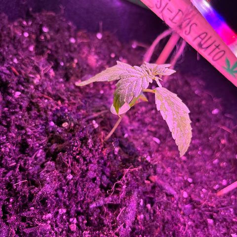 Do-Si-Dos growlog timeline photo