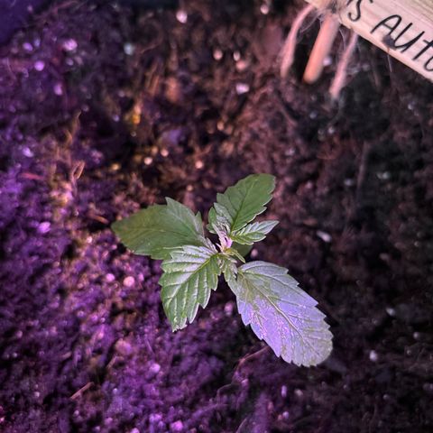 Do-Si-Dos growlog timeline photo