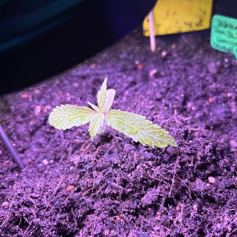 Hindu Kush growlog timeline photo