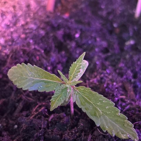 Hindu Kush growlog timeline photo