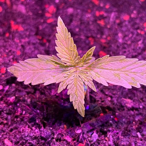 Quick One growlog timeline photo