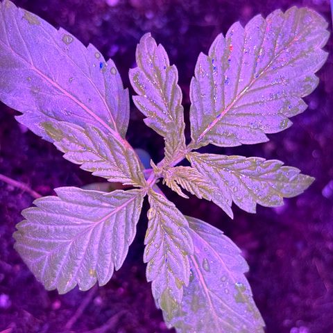 Cherry Pie Automatic growlog timeline photo