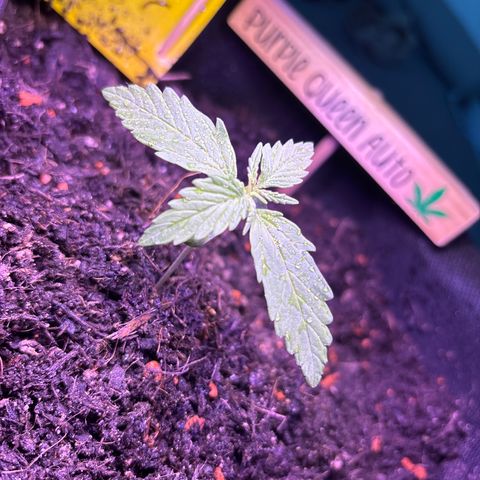 Purple Queen growlog timeline photo