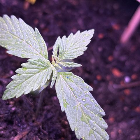 Purple Queen growlog timeline photo