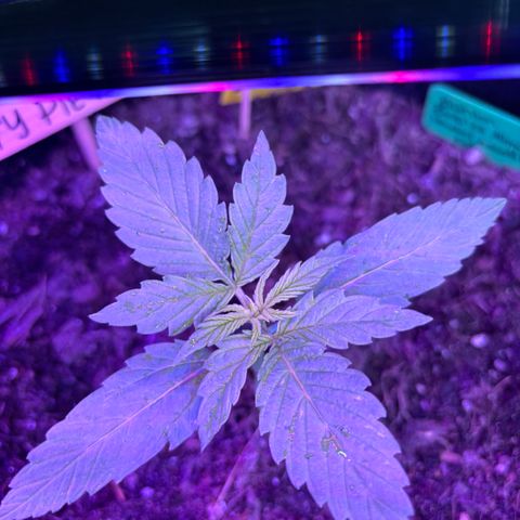 Cherry Pie Automatic growlog timeline photo