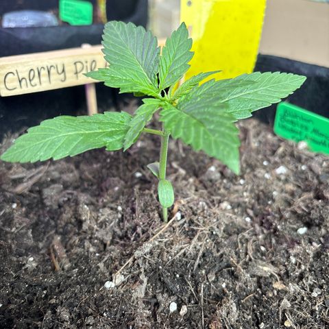 Cherry Pie Automatic growlog timeline photo