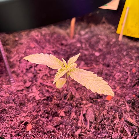 Hindu Kush growlog timeline photo