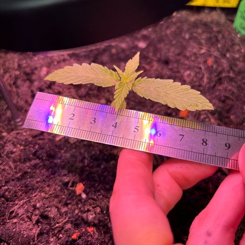 Hindu Kush growlog timeline photo