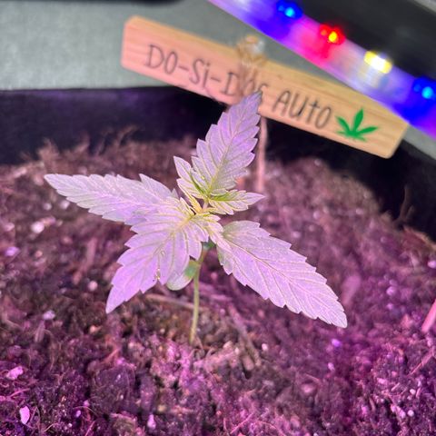 Do-Si-Dos growlog timeline photo