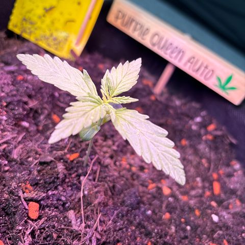 Purple Queen growlog timeline photo