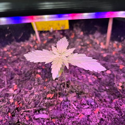 Quick One growlog timeline photo
