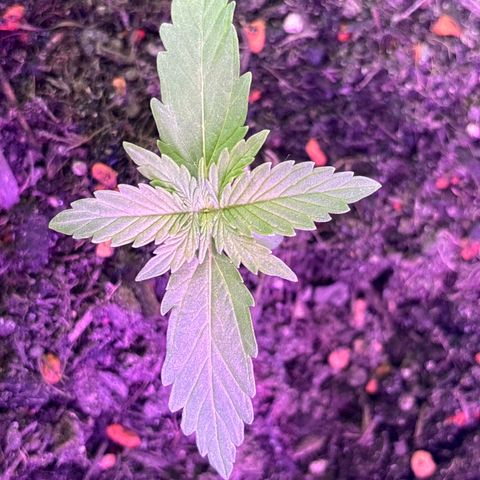 Quick One growlog timeline photo