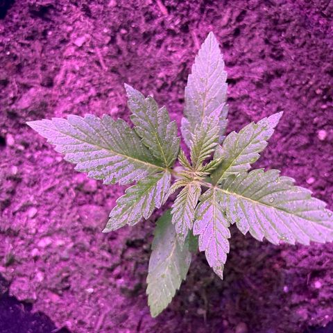 Cherry Pie Automatic growlog timeline photo