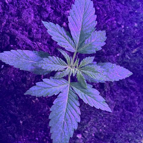 Cherry Pie Automatic growlog timeline photo