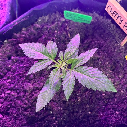 Cherry Pie Automatic growlog timeline photo