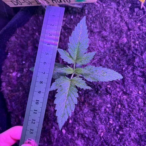 Do-Si-Dos growlog timeline photo