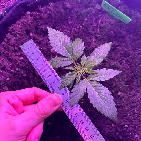 Cherry Pie Automatic growlog timeline photo
