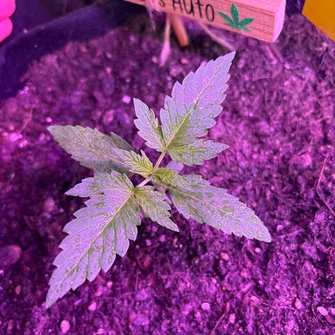 Do-Si-Dos growlog timeline photo