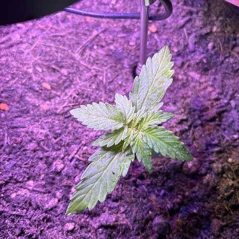 Quick One growlog timeline photo